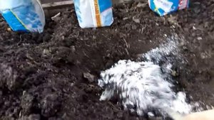 РАССАДУ ОГУРЦОВ высаживаю только так и всегда с огромным урожаем!