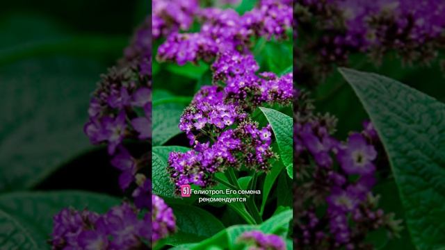 Что сажать на рассаду в январе? #рассада #огород смотреть онлайн