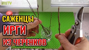 Вот как можно укоренить черенки ИРГИ 👍 Простой способ размножить черенками 🌱 ИГРУ ОЛЬХОЛИСТНУЮ