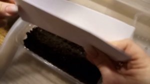 КАК САЖАТЬ БАЗИЛИК, ВСХОЖЕСТЬ 100% ОСОБЕННОСТИ И СРОКИ ПОСАДКИ!