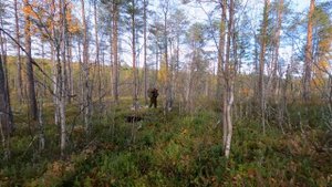 Добыл зверя. Охота с лайками. Беда с собакой. Медвежий жир.