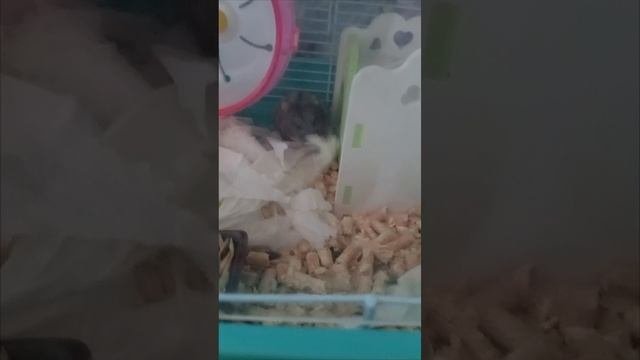 хомячок   Жмяк  погиб😭😭😭😫