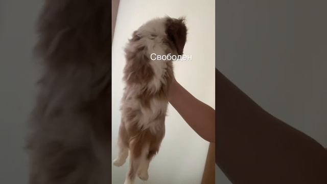 Щенок кавалер Кинг чарльз спаниель смотреть онлайн