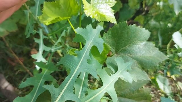 Laptuca - un analgezic puternic смотреть онлайн