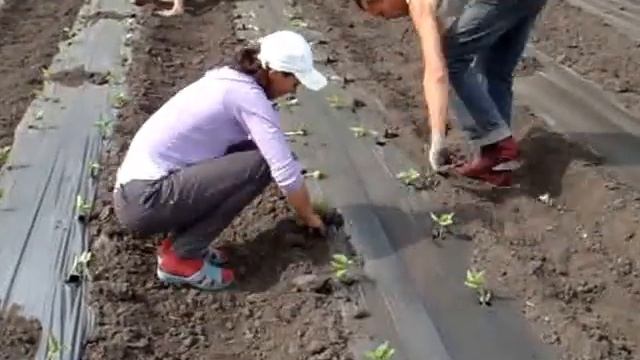 Высадка рассады смотреть онлайн