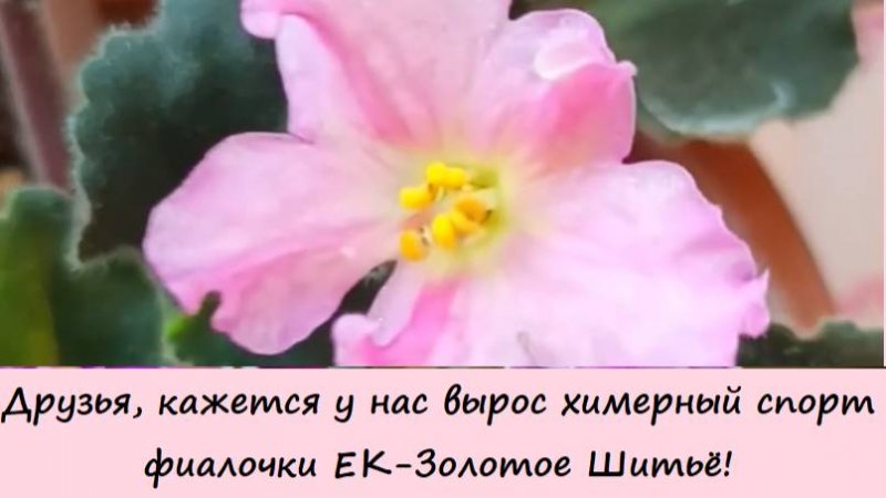 Друзья, кажется у нас вырос химерный спорт фиалочки ЕК-Золотое Шитьё!