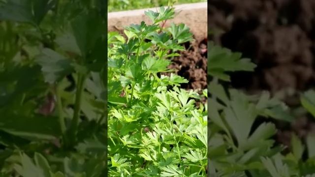 When to Plant Parsley 💁🌱 #shorts смотреть онлайн