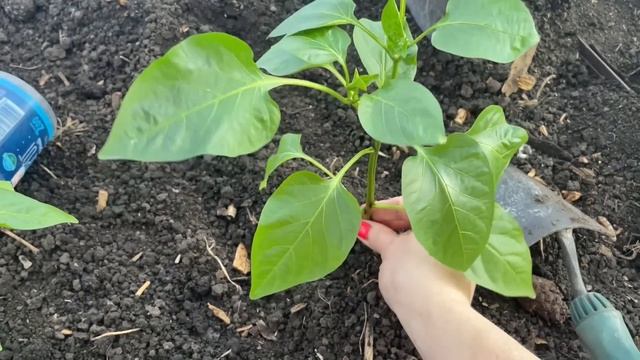 Высаживаю ПЕРЕЦ, самое ГЛАВНОЕ для перца кладу в лунку!