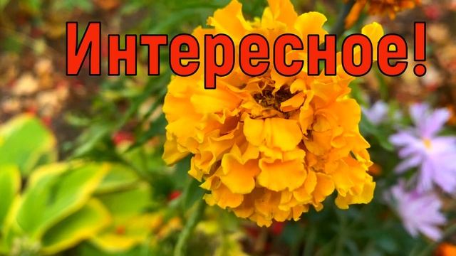 13 октября Канун Покрова Богородицы. Что нельзя делать 13 октября. Народные традиции и приметы
