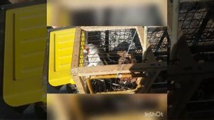 Ловля седоголового щегла. Ловля щеглов. Ловля щеглов на клетку.