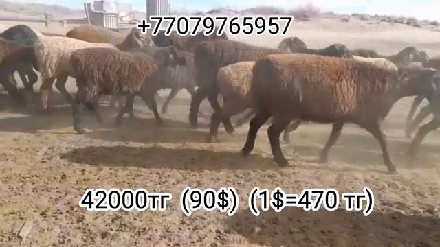 200 бас аралас токтылар.42000 сатылады саудасы бар. Гисар Еділбай шатыс.Тараз.📞📞📞 87079765957