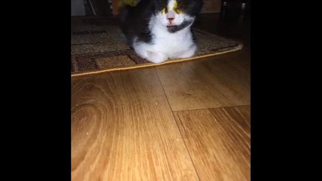 Малыш-слепыш Чаки смотреть онлайн