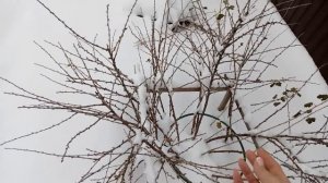 Обзор зимнего участка, нашествие синиц...
