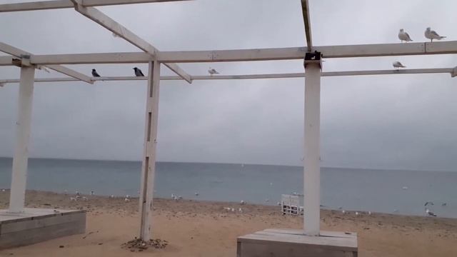 Кормим чак, читаем Шемшука В.А. смотреть онлайн