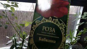 О погоде, о рассаде, о том, о сём...Обзор