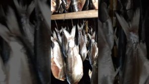 копчение рыбы (пелядь) в домашних условиях