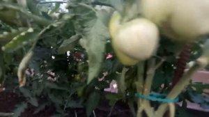 САМЫЕ ЛУЧШИЕ ТОМАТЫ ДЛЯ ОТКРЫТОГО ГРУНТА! ОБЗОР!