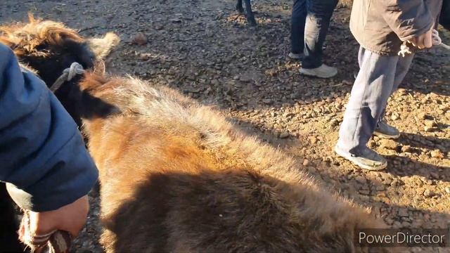 ANGREN GURUM MOL BOZORIDAN ONA BOLA SIGIR, G'UNOJIN va BUQALAR narxlari bilan tanishing