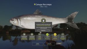 Русская рыбалка 4  Сельдь Кесслера на реке Ахтуба