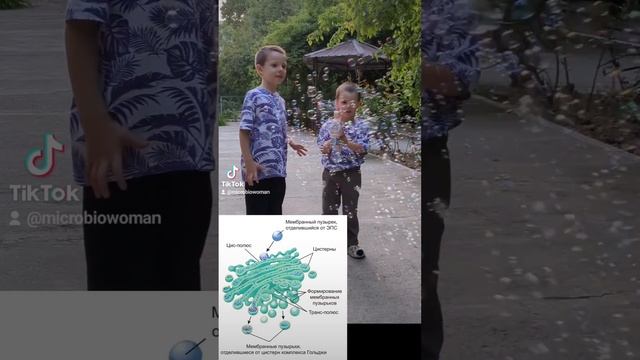 Аппарат Гольджи образует везикулы (мембранные пузырьки) #биологияегэ #биология_с_рязановой