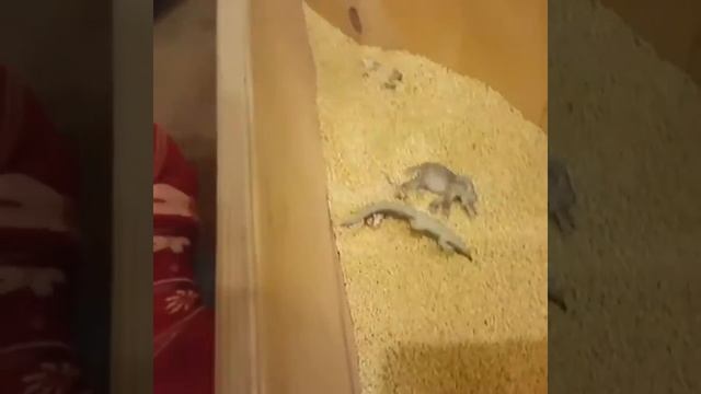 Развиваем сенсорику👐 смотреть онлайн