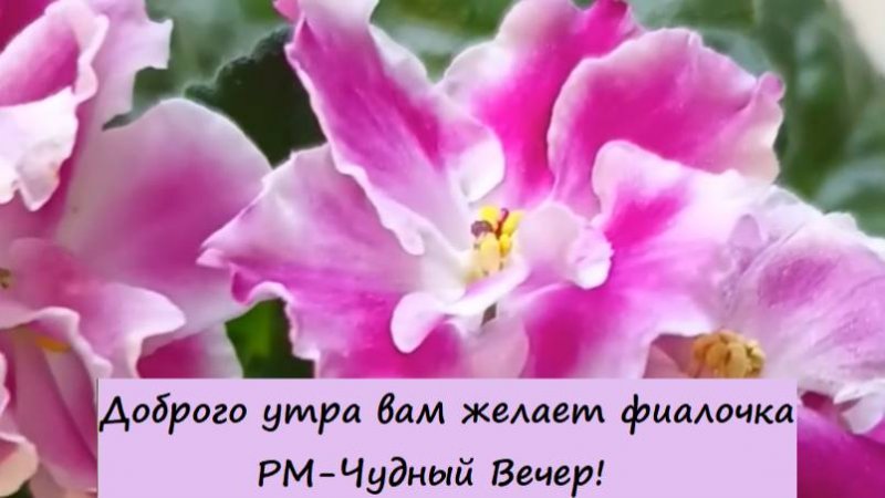 Доброго утра вам желает фиалочка РМ-Чудный Вечер! Для заказа пишите WhatsApp 89101614167