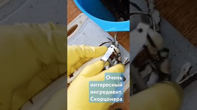 Очень интересный ингредиент. Сконцонера #скорцонера #рецепты #рецепт #shorts #cooking #food