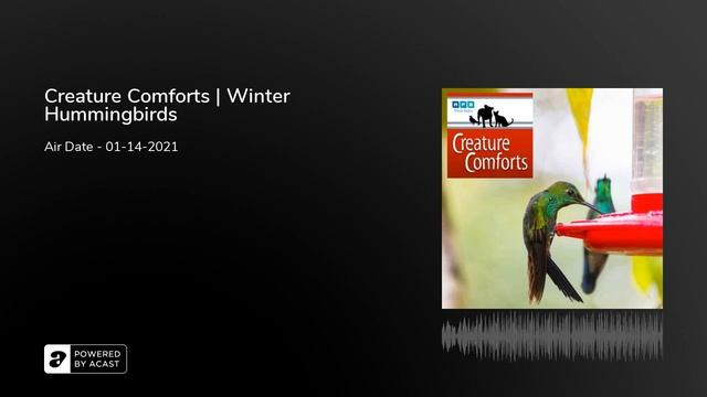 Creature Comforts | Winter Hummingbirds смотреть онлайн