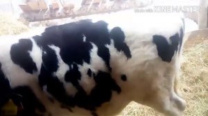 Бычок 8 месяцев//привесы улучшились))