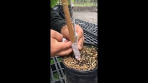 Grafting Cacao