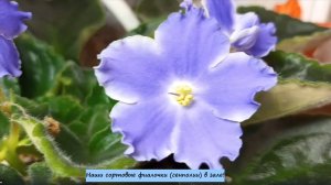 Наши сортовые фиалочки (сенполии) в зале!