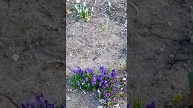 Весенние цветы