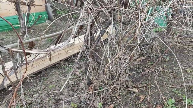 Клещи!!! Анализирую...