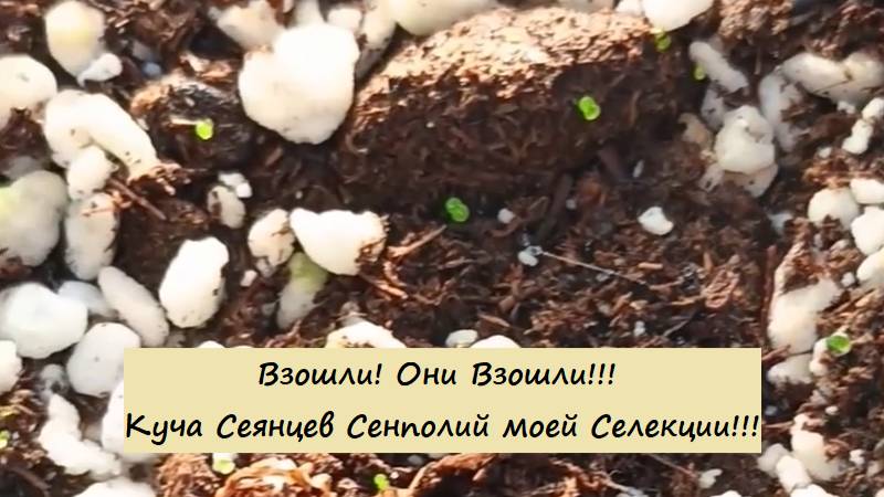Взошли! Они Взошли!!! Куча Сеянцев Сенполий моей Селекции!!! Автор музыки - TeknoAXE!
