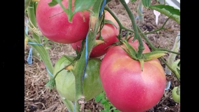 Каталог новых сортов томатов 2023 года. Часть 1. г. Киров смотреть онлайн