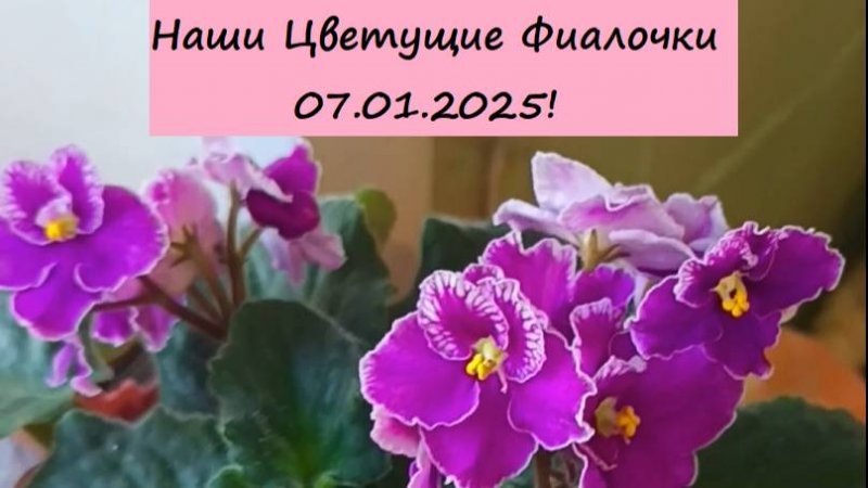 Наши Цветущие Фиалочки 07.01.2025!