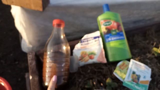 Первая, важная подкормка для клубники!