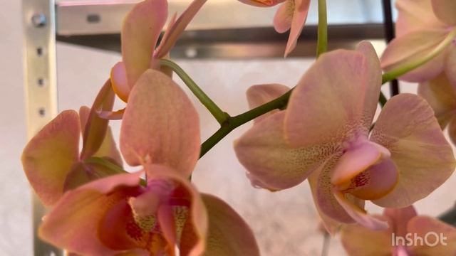 Коротко о новых стеллажах 🙈 в рабочем процессе 👌 ждём расстановки моих красоток 🔥 смотреть онлайн