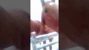 Лошади донской породы