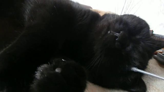 Не спать....Видео про кота.СМЕХ.Канал Александра Романченко смотреть онлайн