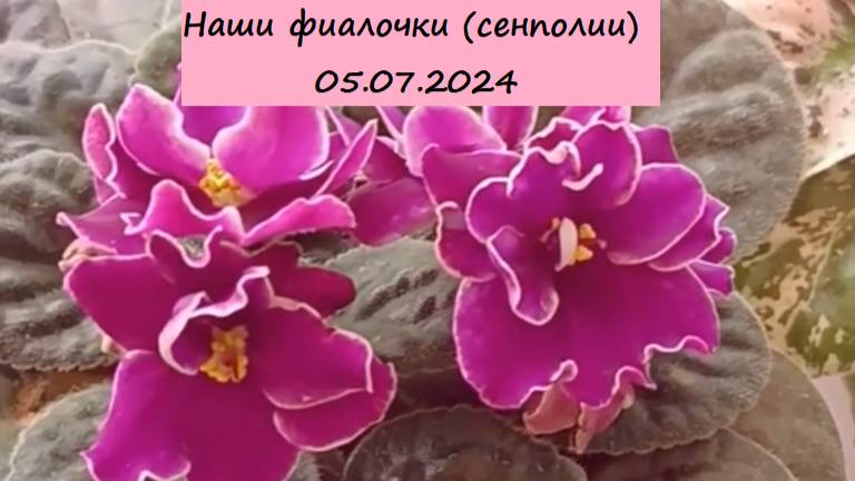 Наши фиалочки (сенполии) 05.07.2024. Для заказа пишите WhatsApp 89101614167. Автор музыки - TeknoAXE