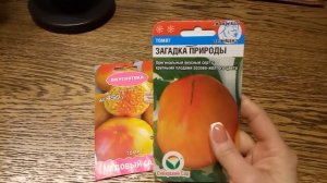 Очень сладкие, крупноплодные томаты! Подробная характеристика.