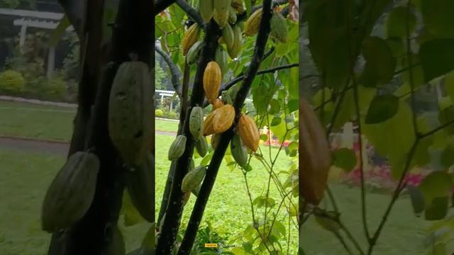 CACAO FRUIT TREE#shorts смотреть онлайн