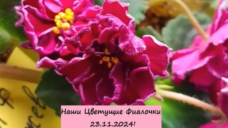 Наши Цветущие Фиалочки 23.11.2024! Для заказа пишите WhatsApp 89101614167 Автор музыки - TeknoAXE!