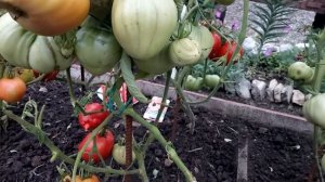 ЛУЧШИЕ СОРТА крупноплодных ТОМАТОВ для открытого грунта. Урожай 2020г. Обзор! ЧАСТЬ 2.