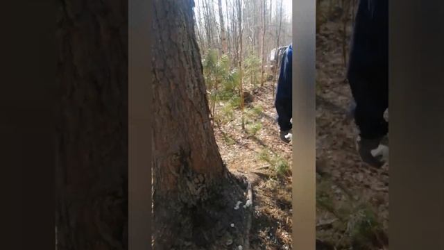 Красавица тайга.. змеи, клещи и берёзовый сок🦨🐍🐾 смотреть онлайн