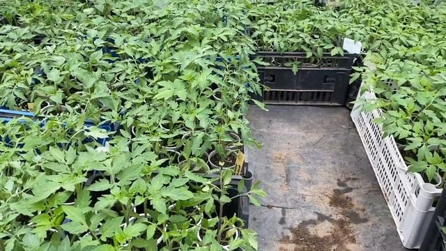 Ep. 152.: Palántanevelés, ahogy én csinálom смотреть онлайн