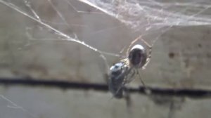 Муха - цокотуха (a fly and a spider)