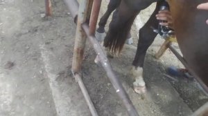 производство кумыса