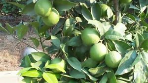 Citrus Fukumoto orange